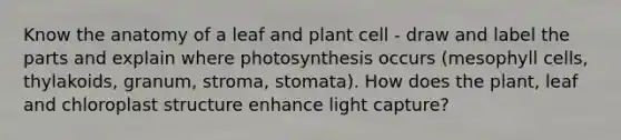 Know the anatomy of a leaf and plant cell - draw and label the parts and explain where photosynthesis occurs (mesophyll cells, thylakoids, granum, stroma, stomata). How does the plant, leaf and chloroplast structure enhance light capture?