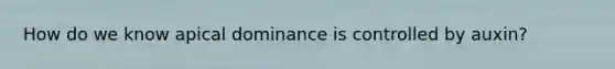 How do we know apical dominance is controlled by auxin?