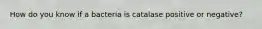 How do you know if a bacteria is catalase positive or negative?