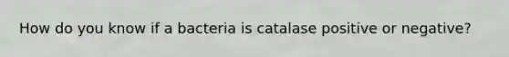 How do you know if a bacteria is catalase positive or negative?