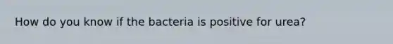 How do you know if the bacteria is positive for urea?