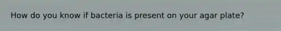 How do you know if bacteria is present on your agar plate?