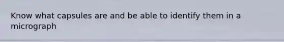 Know what capsules are and be able to identify them in a micrograph