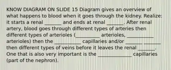 KNOW DIAGRAM ON SLIDE 15 Diagram gives an overview of what happens to blood when it goes through the kidney. Realize: it starts a renal _______ and ends at renal _______. After renal artery, blood goes through different types of arteries then different types of arterioles (__________ arterioles, ___________ arterioles) then the ___________ capillaries and/or _______ _______ then different types of veins before it leaves the renal _______. One that is also very important is the ______________ capillaries (part of the nephron).