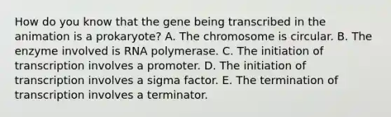 How do you know that the gene being transcribed in the animation is a prokaryote? A. The chromosome is circular. B. The enzyme involved is RNA polymerase. C. The initiation of transcription involves a promoter. D. The initiation of transcription involves a sigma factor. E. The termination of transcription involves a terminator.