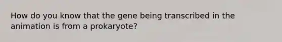 How do you know that the gene being transcribed in the animation is from a prokaryote?