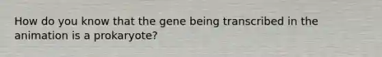 How do you know that the gene being transcribed in the animation is a prokaryote?