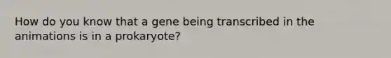 How do you know that a gene being transcribed in the animations is in a prokaryote?