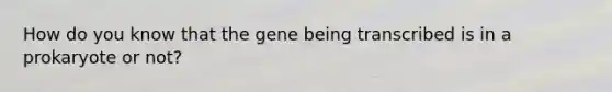 How do you know that the gene being transcribed is in a prokaryote or not?