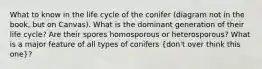 What to know in the life cycle of the conifer (diagram not in the book, but on Canvas). What is the dominant generation of their life cycle? Are their spores homosporous or heterosporous? What is a major feature of all types of conifers (don't over think this one)?