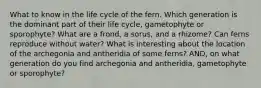 What to know in the life cycle of the fern. Which generation is the dominant part of their life cycle, gametophyte or sporophyte? What are a frond, a sorus, and a rhizome? Can ferns reproduce without water? What is interesting about the location of the archegonia and antheridia of some ferns? AND, on what generation do you find archegonia and antheridia, gametophyte or sporophyte?