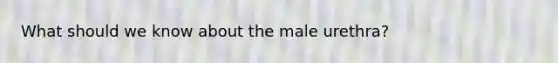 What should we know about the male urethra?