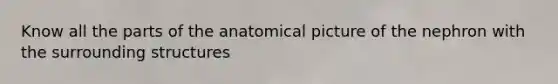 Know all the parts of the anatomical picture of the nephron with the surrounding structures