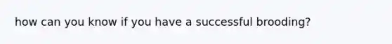 how can you know if you have a successful brooding?