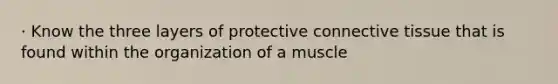 · Know the three layers of protective connective tissue that is found within the organization of a muscle