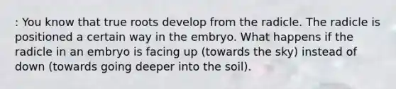 : You know that true roots develop from the radicle. The radicle is positioned a certain way in the embryo. What happens if the radicle in an embryo is facing up (towards the sky) instead of down (towards going deeper into the soil).