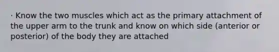 · Know the two muscles which act as the primary attachment of the upper arm to the trunk and know on which side (anterior or posterior) of the body they are attached