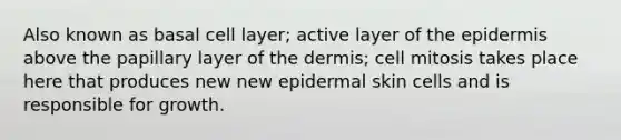 Also known as basal cell layer; active layer of the epidermis above the papillary layer of the dermis; cell mitosis takes place here that produces new new epidermal skin cells and is responsible for growth.