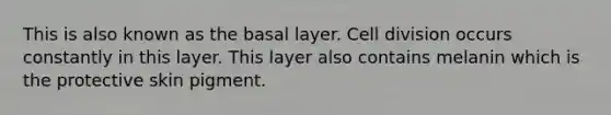 This is also known as the basal layer. Cell division occurs constantly in this layer. This layer also contains melanin which is the protective skin pigment.