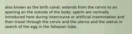 also known as the birth canal; extends from the cervix to an opening on the outside of the body; sperm are normally introduced here during intercourse or artificial insemination and then travel through the cervix and the uterus and the uterus in search of the egg in the fallopian tube.