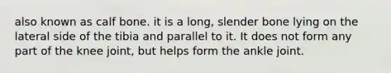 also known as calf bone. it is a long, slender bone lying on the lateral side of the tibia and parallel to it. It does not form any part of the knee joint, but helps form the ankle joint.