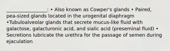 _________________: • Also known as Cowper's glands • Paired, pea-sized glands located in the urogenital diaphragm •Tubuloalveolar glands that secrete mucus-like fluid with galactose, galacturonic acid, and sialic acid (preseminal fluid) • Secretions lubricate the urethra for the passage of semen during ejaculation