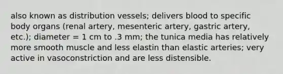 also known as distribution vessels; delivers blood to specific body organs (renal artery, mesenteric artery, gastric artery, etc.); diameter = 1 cm to .3 mm; the tunica media has relatively more smooth muscle and less elastin than elastic arteries; very active in vasoconstriction and are less distensible.