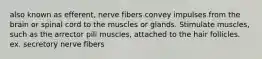 also known as efferent, nerve fibers convey impulses from the brain or spinal cord to the muscles or glands. Stimulate muscles, such as the arrector pili muscles, attached to the hair follicles. ex. secretory nerve fibers