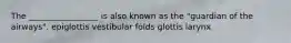 The _________________ is also known as the "guardian of the airways". epiglottis vestibular folds glottis larynx