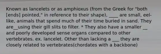 Known as lancelets or as amphioxus (from the Greek for "both [ends] pointed," in reference to their shape), ____ are small, eel-like, animals that spend much of their time buried in sand. They are__using their gill slits to filter. * They also have a smaller __ and poorly developed sense organs compared to other vertebrates. ex. lancelet. Other than lacking a ___ they are closely related to vertebrates(chordates with a backbone)