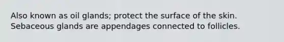 Also known as oil glands; protect the surface of the skin. Sebaceous glands are appendages connected to follicles.