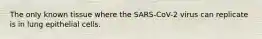 The only known tissue where the SARS-CoV-2 virus can replicate is in lung epithelial cells.