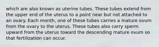 which are also known as uterine tubes. These tubes extend from the upper end of the uterus to a point near but not attached to an ovary. Each month, one of these tubes carries a mature ovum from the ovary to the uterus. These tubes also carry sperm upward from the uterus toward the descending mature ovum so that fertilization can occur.