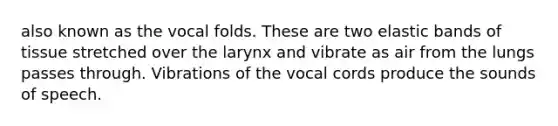 also known as the vocal folds. These are two elastic bands of tissue stretched over the larynx and vibrate as air from the lungs passes through. Vibrations of the vocal cords produce the sounds of speech.