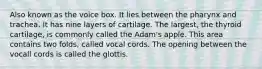 Also known as the voice box. It lies between the pharynx and trachea. It has nine layers of cartilage. The largest, the thyroid cartilage, is commonly called the Adam's apple. This area contains two folds, called vocal cords. The opening between the vocall cords is called the glottis.