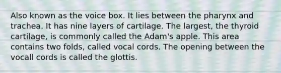 Also known as the voice box. It lies between <a href='https://www.questionai.com/knowledge/ktW97n6hGJ-the-pharynx' class='anchor-knowledge'>the pharynx</a> and trachea. It has nine layers of cartilage. The largest, the thyroid cartilage, is commonly called the Adam's apple. This area contains two folds, called vocal cords. The opening between the vocall cords is called the glottis.