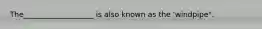 The___________________ is also known as the 'windpipe".