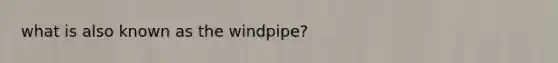 what is also known as the windpipe?