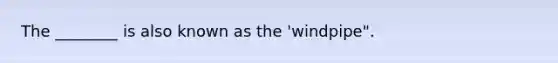 The ________ is also known as the 'windpipe".