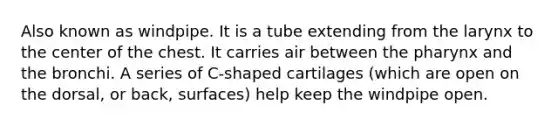 Also known as windpipe. It is a tube extending from the larynx to the center of the chest. It carries air between <a href='https://www.questionai.com/knowledge/ktW97n6hGJ-the-pharynx' class='anchor-knowledge'>the pharynx</a> and the bronchi. A series of C-shaped cartilages (which are open on the dorsal, or back, surfaces) help keep the windpipe open.