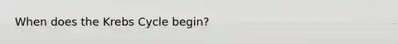 When does the Krebs Cycle begin?