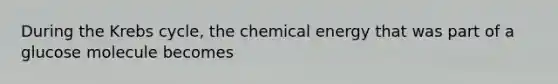 During the <a href='https://www.questionai.com/knowledge/kqfW58SNl2-krebs-cycle' class='anchor-knowledge'>krebs cycle</a>, the chemical energy that was part of a glucose molecule becomes