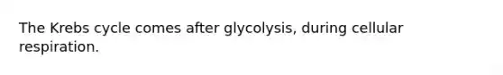 The Krebs cycle comes after glycolysis, during cellular respiration.