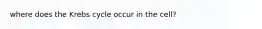 where does the Krebs cycle occur in the cell?