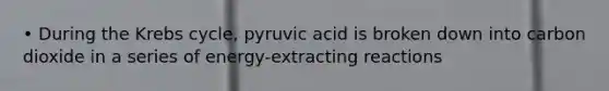 • During the Krebs cycle, pyruvic acid is broken down into carbon dioxide in a series of energy-extracting reactions