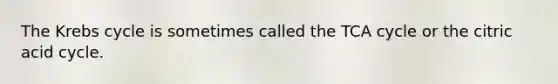 The Krebs cycle is sometimes called the TCA cycle or the citric acid cycle.