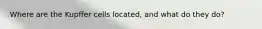 Where are the Kupffer cells located, and what do they do?