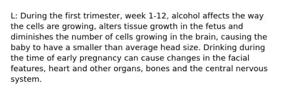 L: During the first trimester, week 1-12, alcohol affects the way the cells are growing, alters tissue growth in the fetus and diminishes the number of cells growing in the brain, causing the baby to have a smaller than average head size. Drinking during the time of early pregnancy can cause changes in the facial features, heart and other organs, bones and the central nervous system.