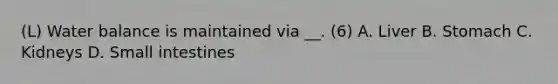 (L) Water balance is maintained via __. (6) A. Liver B. Stomach C. Kidneys D. Small intestines