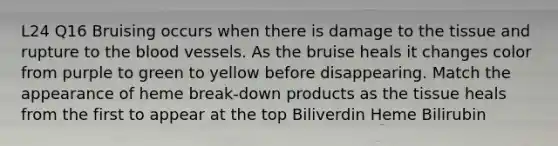 L24 Q16 Bruising occurs when there is damage to the tissue and rupture to the blood vessels. As the bruise heals it changes color from purple to green to yellow before disappearing. Match the appearance of heme break-down products as the tissue heals from the first to appear at the top Biliverdin Heme Bilirubin